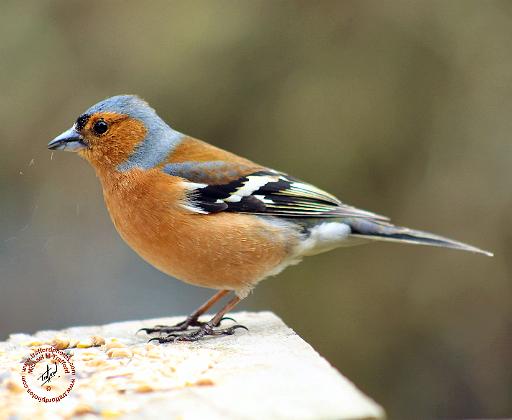 Chaffinch 8R86D-23.JPG
